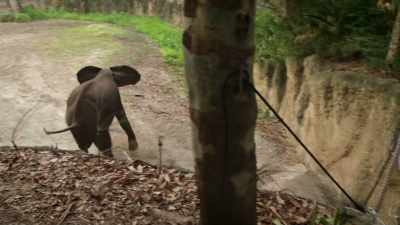 Nope, okay. (LAUGHS) - Magic of Disney's Animal Kingdom