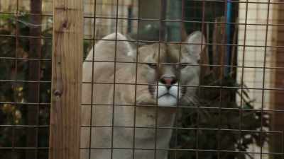 'Nor could they ever
become domesticated - Britain's Tiger Kings - On the Trail with Ross Kemp