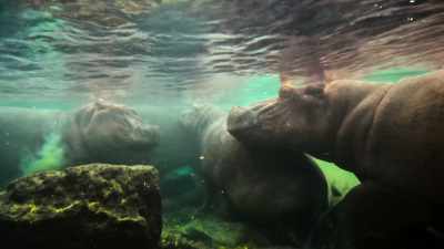 Normally found in muddy pools, - Our Great National Parks