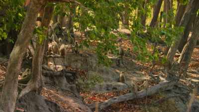 Normally, langurs spend - Dynasties