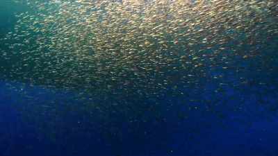 Normally they only come
to the surface at night - Blue Planet II