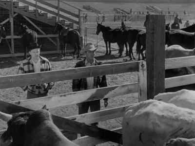Not a good horse in the bunch. - The Lusty Men