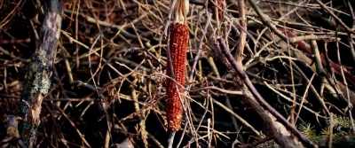 Not a grain of wheat left behind. - Razzennest