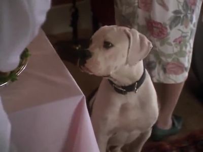 Not for doggies - Homeward Bound: The Incredible Journey