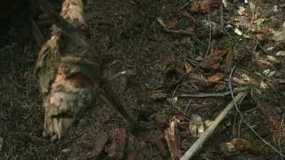  Not that it got kicked over
 or fell out. - Expedition Bigfoot