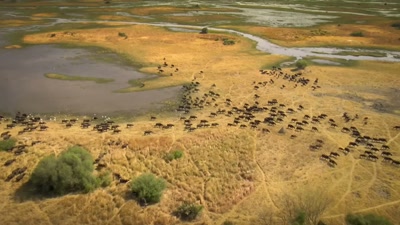 Not just for her, but for her three
eight-week-old cubs. - A Year on Planet Earth