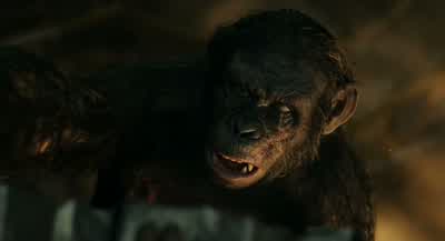 Not killapeYou arenot ape - Dawn of the Planet of the Apes