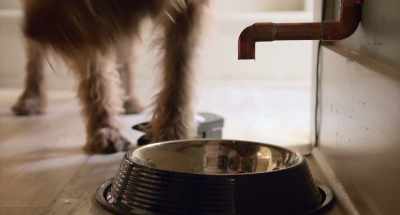 Not like Border Collie smart, but smart. - Think Like a Dog