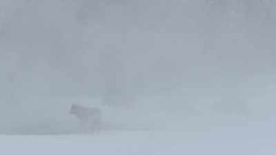 Not long ago,
that scene with the wolves, - Epic Yellowstone