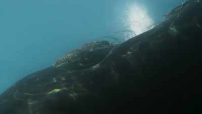 Not so long ago, these whales
faced a graver threat. - Planet Earth III