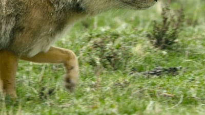 'Not many animals
have adapted to life up here. - A Year on Planet Earth