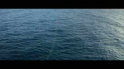 Not many people know
exactly what they are, - Envoy: Shark Cull