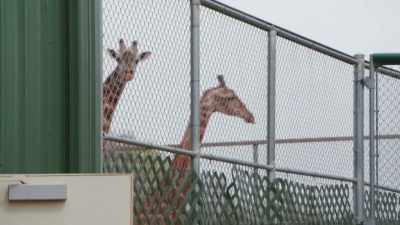 Not to name names,
but his name is kipawa, - Secrets of the Zoo