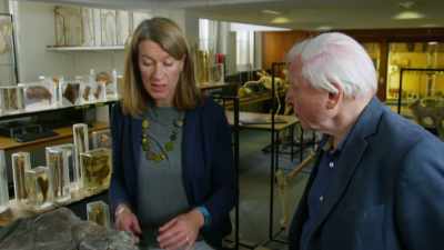 Not only did it have
a powerful bite, - Attenborough and the Sea Dragon