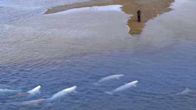 "Not only does she have her baby" - Secrets of the Whales