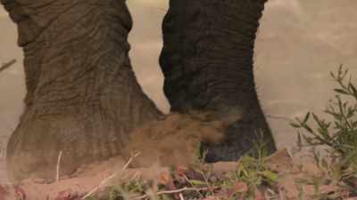 Not only is the old
elephant digging, - The Secret Lives of Animals