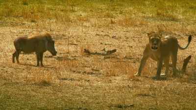 Not quite the show of skill
she had intended. - Serengeti