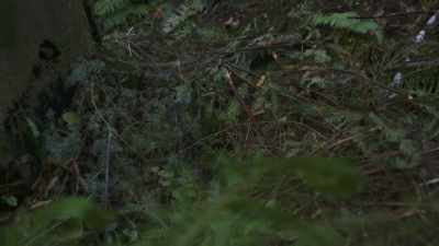 Not as strongly as last night, - Expedition Bigfoot