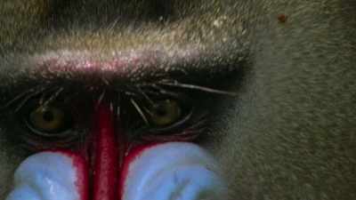 Not surprisingly, mandrill eyes are
particularly sensitive to colour. - Attenborough's Life in Colour