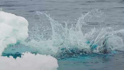 Not the most graceful entry. - Frozen Planet II