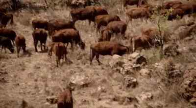 Not too far, now. - Tremors 5: Bloodlines