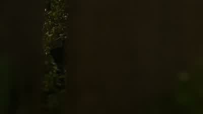 Nothing about missing bunnies, but listen to this. - Disturbia