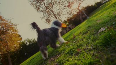 Nothing but mouth - The Shaggy Dog