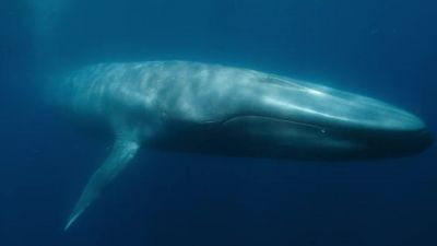 Nothing symbolizes our relationship with the high seas - Our Planet