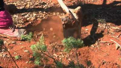 Notoriously hard to kill.
We need like an army to take it on. - Outback Opal Hunters