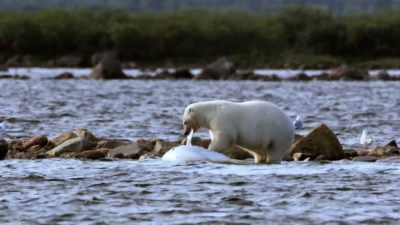 "Now, a sacrifice so this bear
can survive." - Secrets of the Whales