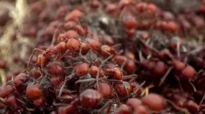 Now this alkaloid sends
out a pheromone - Kings of Pain