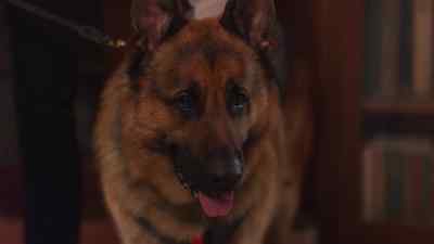 Now, you all have met Zeus. - Jazz Ramsey: A K-9 Mystery