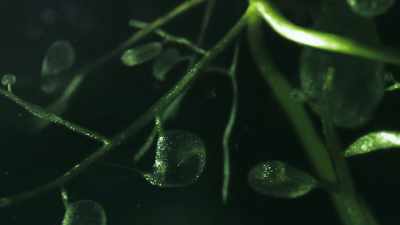 Now all the bladderwort has to do... - The Green Planet