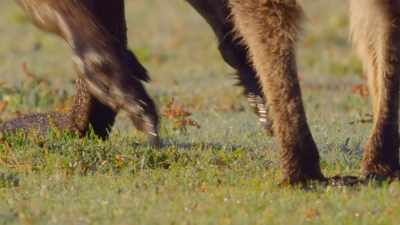 Now almost three foot long, - The Secret Lives of Animals