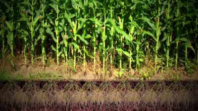 Now another
thing that happens is
every time you plant that corn, - The Magic Pill