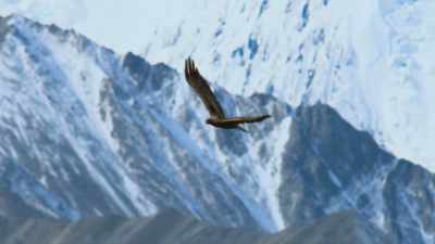 Now they are invisible
even to a keen-eyed eagle. - Attenborough's Life in Colour