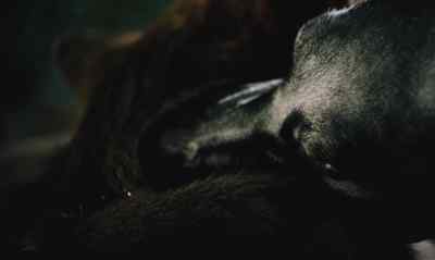 Now they are weak and we are strong. - Dracula's Dog
