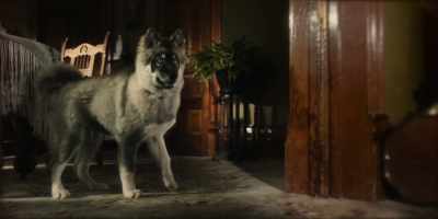 Now, you be a good boy - Togo