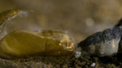 Now, they begin to leave the nest - Our Planet
