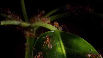 Now they can start construction. - Micro Monsters with David Attenborough