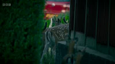 Now, even prized roses aren't safe. - Wild London