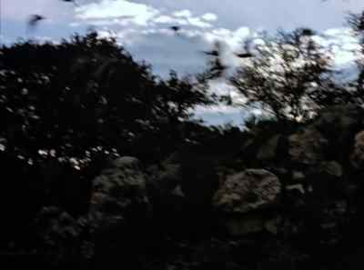 Now as evening approaches, - The Living Desert