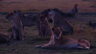 Now, everything depends on Charm. - Dynasties