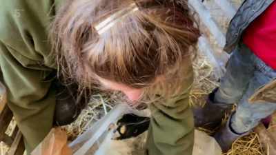 Now, this ewe is scanned to have
a single lamb, but she's got - Our Yorkshire Farm