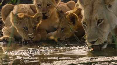 Now, four months old, - Surviving Paradise: A Family Tale