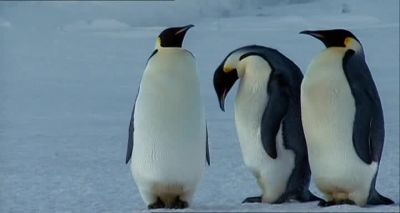 Now get your head out of my ass - Farce of the Penguins