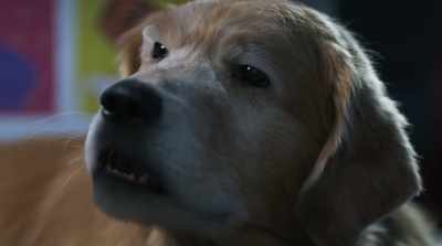 Now, get in there
and stop that lowlife. - Cats & Dogs 3: Paws Unite