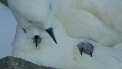 Now to get on with
the task of breeding. - Frozen Planet II