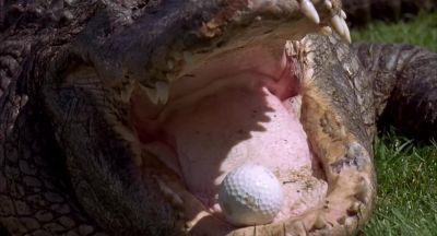 Get me outta here - Happy Gilmore