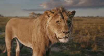 Now go back to the females - Mufasa: The Lion King